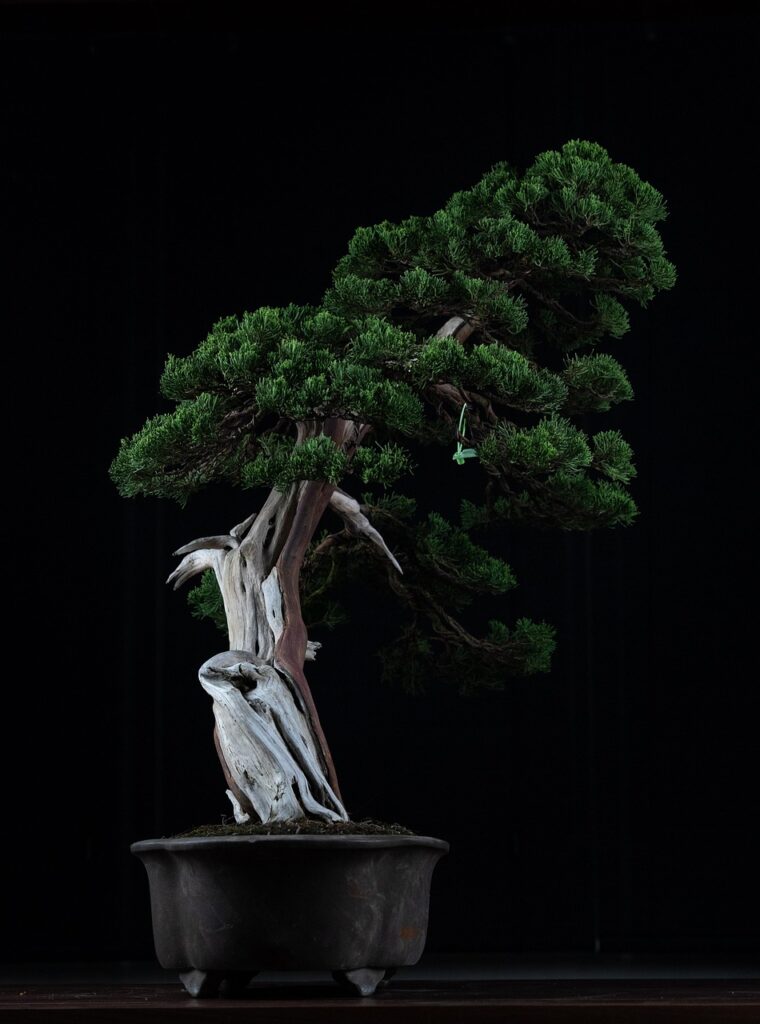 bonsai, plant, decoration, japanese art, traditional, tree, nature, decorative, ornamental plant