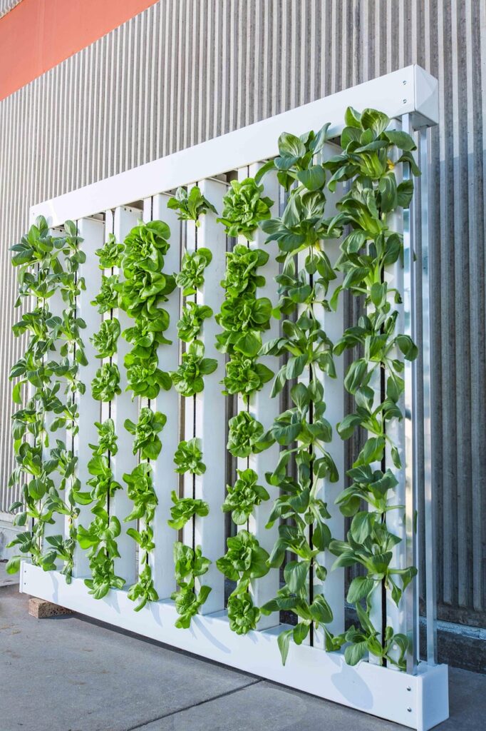 vertical farm, green wall, bok choy, lettuce, hydroponics, vertical farm, vertical farm, vertical farm, vertical farm, hydroponics, hydroponics, hydroponics, hydroponics, hydroponics