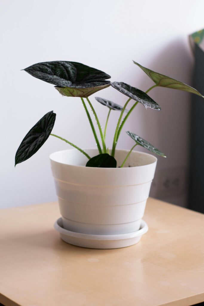 Free stock photo of alocasia, houseplants, plant